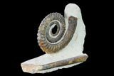 Early Devonian Ammonite (Anetoceras) - Tazarine, Morocco #154320-2